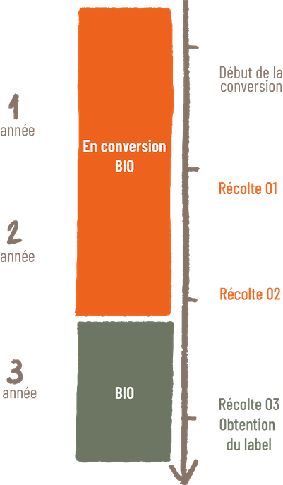 Frise-conversion_2ans